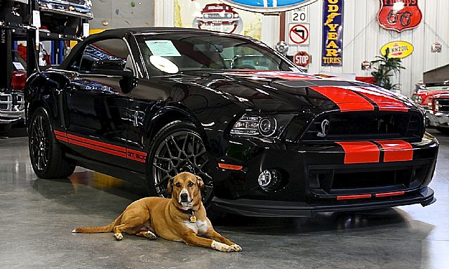2014 Ford Shelby for sale