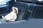 1988 Cadillac DeVille Picture 2