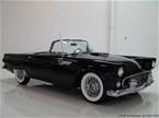 1955 Ford Thunderbird Picture 2