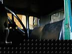 1930 Ford 5 Window Coupe Picture 4