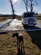 1975 Volkswagen Camper Picture 7